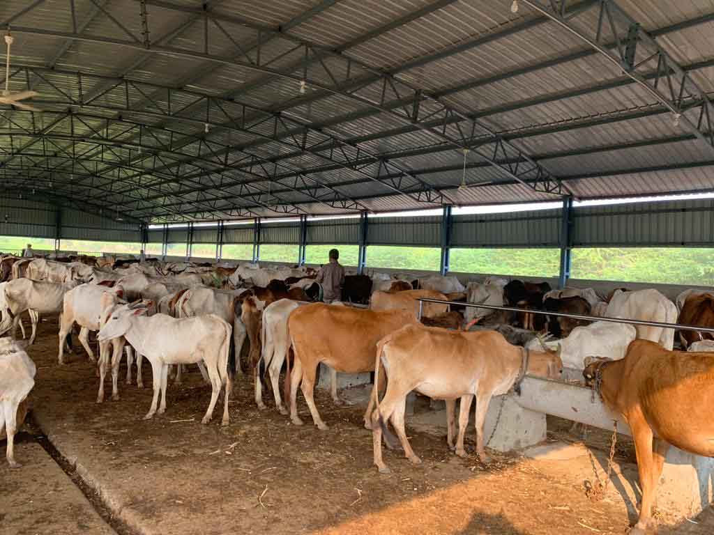 Sacred Cows Resting